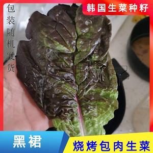 生菜籽种子黑裙紫韩国大叶烤肉包饭盆栽四季蔬莱种孑种籽大全菜种