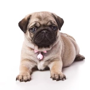 无偿领养纯种巴哥小型犬八哥幼犬短毛巴哥幼犬活体哈巴狗宠物真狗