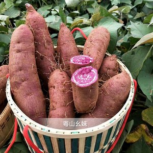 连州高山新鲜紫薯板栗红薯地瓜番薯山芋蜜薯农家沙地自种小香薯