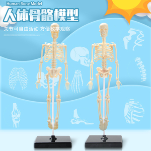 人体骨骼模型可活动骨架骷髅医学解剖骨头3d结构教学小型儿童玩具