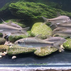 新光唇金蓝红吉罗鱼苗淡水鱼观赏鱼吉祥鱼异口原生罗鱼风水鱼群