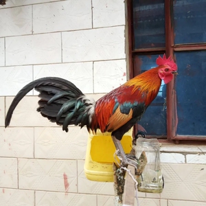 纯种云南茶花鸡幼苗小鸡白耳红耳观赏鸡二代原鸡活苗活体包邮