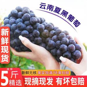 现摘云南夏黑葡萄5斤整串新鲜采摘无籽葡萄当季水果非红提黑加仑