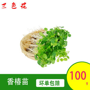 新鲜蔬菜 香椿苗100g 芽苗菜 可食用苗菜 西餐摆盘装饰点缀