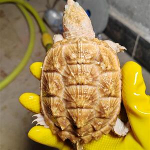原种变异黄化佛鳄龟8—11厘米需要请联系客服