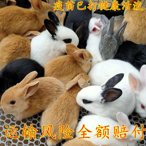 兔子活苗小白兔子活物一公一母可食用家养茶杯兔家兔侏儒兔宠物兔