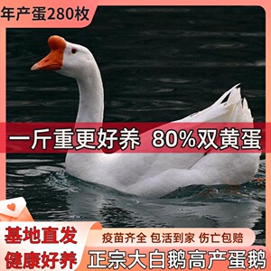 一斤正宗皖西大白鹅活苗大种三花鹅苗高产蛋鹅活物四季鹅包活到家