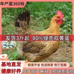 3.5斤正宗产蛋王麻羽土鸡绿壳蛋鸡活苗成年下蛋母鸡活鸡包活到家