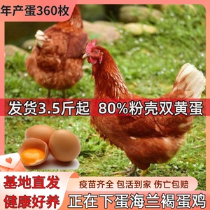 4斤高产蛋王海兰褐蛋鸡活苗成年下蛋母鸡红毛土鸡包活体到家绿壳