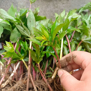 滇重楼苗七叶一枝花苗四川华重楼种苗云南小苗高杆名贵中药材防蛇