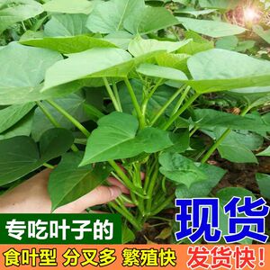 台湾地瓜叶种苗 食叶型福薯18 台农71 红薯叶苗蔬菜番薯苗番薯叶