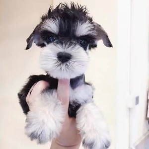 纯种雪纳瑞幼犬飞耳迷你小体雪纳瑞椒盐色黑银色白色宠物狗活体狗