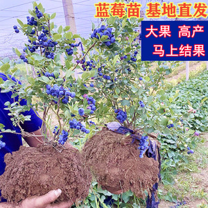 蓝莓树果苗带果蓝莓苗盆栽当年结果蓝梅树树苗南北方种植果树果苗
