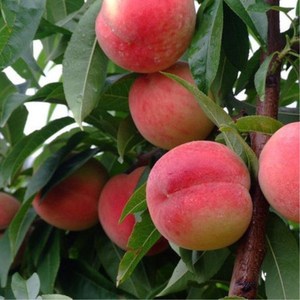 桃树苗嫁接苗巨型冬桃新品种特大果树苗当年结果南方北方种植地栽