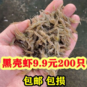 黑壳虾除藻清洁草虾观赏虾超大号淡水虾活体龟饲料活虾鲜活樱花虾