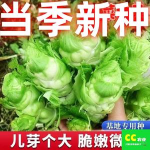 脆甜儿菜种子四川特产四季播娃娃菜抱子芥菜秋季蔬菜种子早熟易种