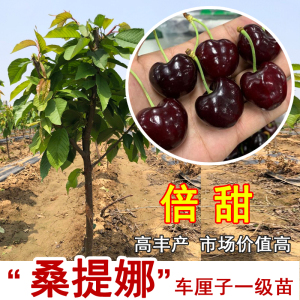 桑提娜车厘子树苗矮化嫁接樱桃树苖南方北方种植当年结果果树果