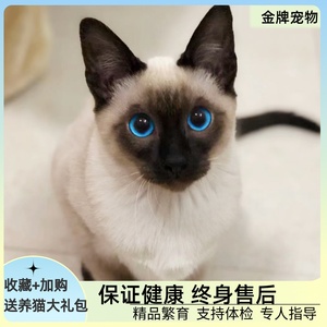 暹罗猫逻辑猫暹逻猫星罗猫煤老板泰国猫海豹色蓝眼纯种猫舍重点色