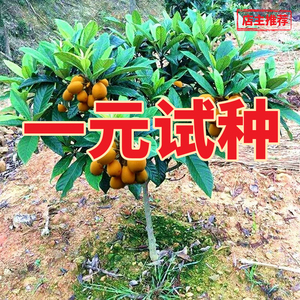 无核枇杷苗树特大砂糖大五星果树苗嫁接枇杷苗南北方种植当年结果