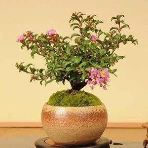 日本老桩紫花姬紫薇微型盆景素材室内外盆栽好养易活
