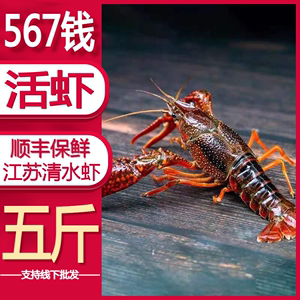 五斤567钱小龙虾 鲜活特大活虾江苏淡水清水红壳青壳龙虾生鲜水产