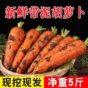 胡萝卜新鲜带泥现挖蔬菜批发9斤水果生鲜农家自种5斤沙地红萝卜