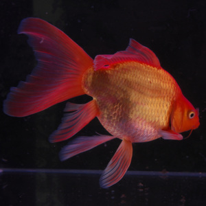 火红蝴蝶鲤