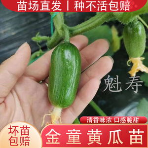 金童玉女水果黄瓜种子苗 迷你四季阳台种菜小观赏观光园蔬菜种苗
