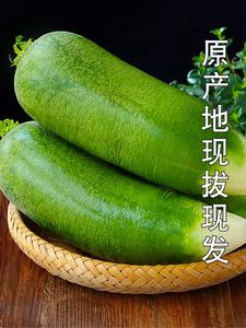 天津正宗沙窝萝卜新鲜应当季蔬菜甜脆水果萝卜潍坊生吃青皮绿萝卜