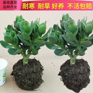 玉树盆栽老桩室内净化空气绿植花卉办公室桌面吸甲醛多肉植物盆景