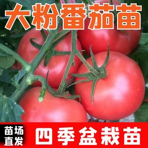 大粉番茄西红柿秧苗苗子沙瓤四季盆栽阳台沙甜高产苗大果田园蔬菜