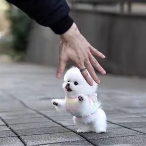 纯种白色博美幼犬崽家养长不大茶杯犬小体球型俊介犬活物体宠物狗