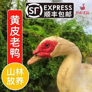 【闽南老鸭】山林散养母正番鸭红脸土鸭子整鸭肉新鲜现杀顺丰包邮