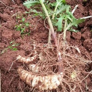 地笋种苗虫草参地参芽苗泽兰根银条螺丝菜种植苗地环虫地藕地蚕子