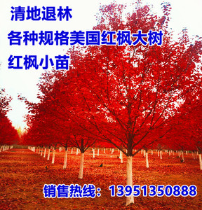 正品美国红枫红冠树苗 直径6 8 10 12 14 15 18 20公分红枫大树