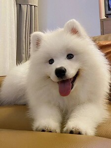 纯种萨摩耶幼犬活体微笑天使大型犬雪橇犬熊版大骨架宠物狗狗活物