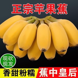 正宗苹果蕉粉香蕉新鲜9斤整箱尾蕉水果甜小芭蕉圆香焦banana小果