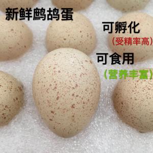 鹧鸪蛋 受精 种蛋 可孵化苗 当天新鲜产蛋 鸟蛋 30枚装