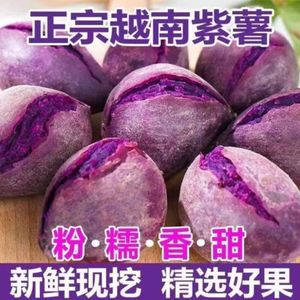 正宗越南小紫薯新鲜现挖农家小珍珠圆紫薯粉糯香甜紫心板栗地瓜5