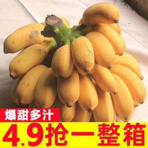 广西苹果蕉新鲜9斤整箱当季水果香蕉芭蕉小米蕉皇帝蕉尾蕉小果