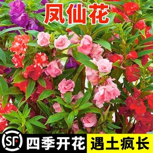 凤仙花种子新采指甲花种子混色防蛇花种籽子庭院室外阳台盆栽包邮