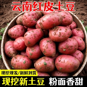 2024云南红皮土豆新鲜本地马铃薯黄心大洋芋富硒小土豆5斤批发10