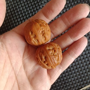 三棱秋子打底文玩核桃小手捻小尺寸迷你精品蛤蟆头粗筋机刷包浆28