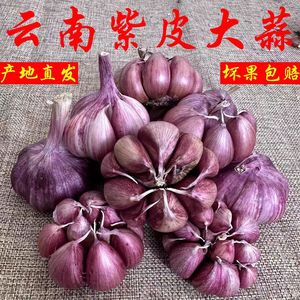 新蒜干蒜大蒜红皮紫皮新鲜大蒜头食用干蒜特大新鲜大蒜子3/5/10斤