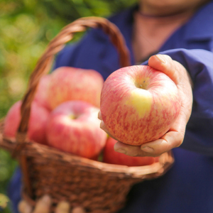 【真正的原生态】新果现摘红富士苹果新鲜脆甜孕妇有机水果带皮吃