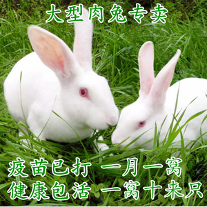 小兔子活物肉兔活体家养肉兔苗月月兔子可选公母一对幼兔苗小白兔
