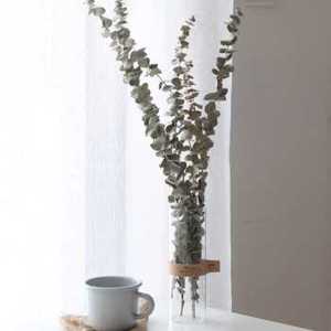 新品屋里北欧干花大束长枝尤加利叶水培玻璃花瓶摆件陈列绿植客品