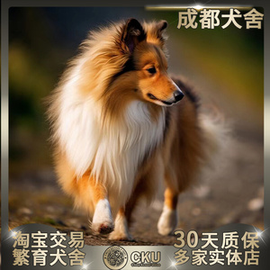 成都cku犬舍纯种喜乐蒂幼犬陨石色苏格兰牧羊犬血统级活体宠物狗