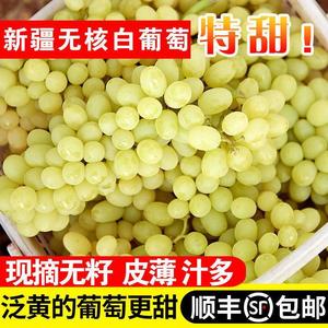 【5斤顺丰】新疆无核白葡萄青提提子马奶水晶葡萄1斤2斤新鲜水果