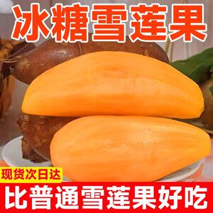 【爆甜】现挖正宗云南天山雪莲果红心应季新鲜脆甜水果一整箱10斤